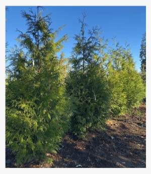 Privacy Screens - Mexican Pinyon