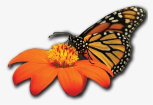 Johnson's Nursery Menomonee Falls Wholesale Plant Grower - Monarch Butterfly