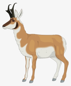 Impala Clipart Pronghorn Antelope - Pronghorn Clipart