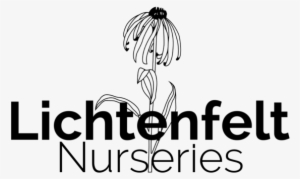 Anna's Magic Ball Arborvitae 2 Gal - Graphic Design