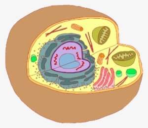 Celula Animal-537x360 - Nivel Celular Imagen Png