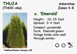 Version - - Funny Quotes