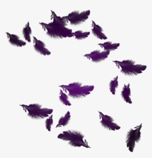 Mq Purple Feather Feathers Floating - Plumes Png