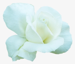White Rose For Valentine's Day - Valentine's Day