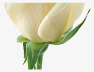 White Rose Clipart Transparent Background - Transparent Background White Rose