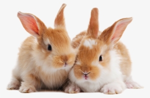 Advancing - Cute Names For Pet Rabbit