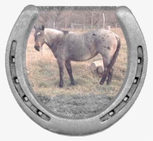 2004 Blue Roan Mare, - J Bar R Ranch