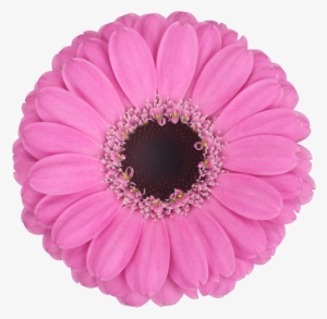 Mexican Pink - Cut Flowers