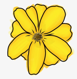 Mexican Tarragon - Tagetes Lucida