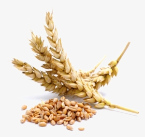 Wheat Png Transparent Image - Wheat Allergen