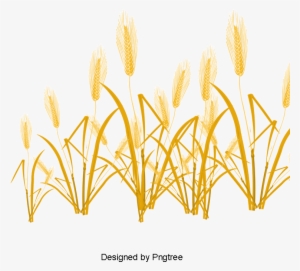 Harvested Wheat, Vector, Wheat, Golden Png And Psd - Portable Network Graphics