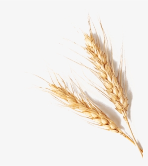 Aata-4 - Grain Of Wheat