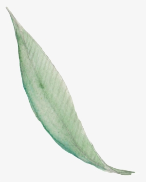 Hojas Verdes Y Flores De Dibujos Animados De Png Transparente - Water