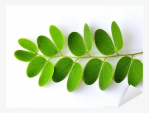 Vinilo Pixerstick Hojas Verdes Sobre Fondo Blanco Aislado - Leaf