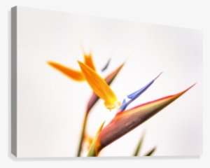 In Paradises Glow Canvas Print - Photography