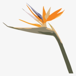 Grow Lush Hire - Bird Of Paradise