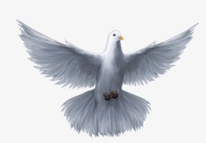 Curitiba - Pr - Pomba Do Espirito Santo Png