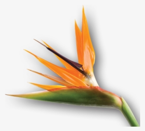 Bird Of Paradise Flower - Bird Of Paradise Flower Png