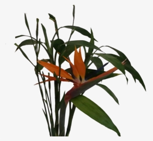 File - Unknownplant - Ceratostylis