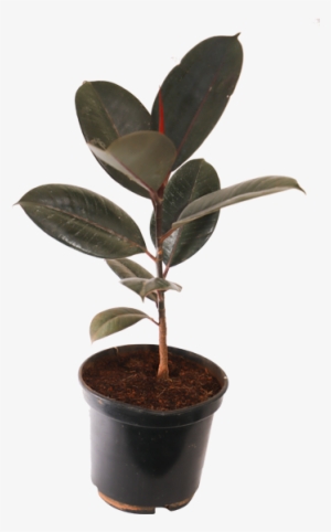Ficus Elastica Decora Rubra, Rubber Plant -burgundy - Rubber Fig
