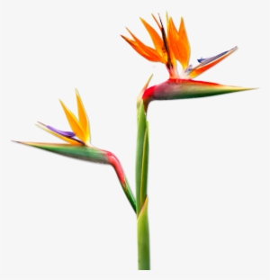 Untitled Design 3 - Plant Parents