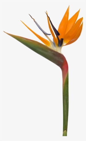 Bird Of Paradise