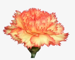 Carnation Flowers Png Photo Background - Carnation