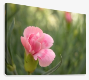 Pink Carnation Photograph Canvas Print - Canvas Print