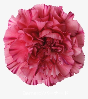 Colibri Flowers Carnation Bernard, Grower Of Carnations, - Fantasia Violet Geranium