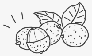Green Tea - Lychee - Line Art
