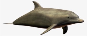 Dolphin Png Image - Dolphin