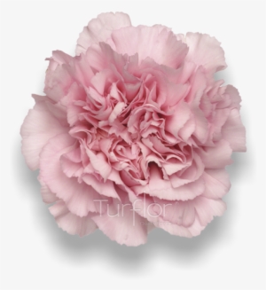 Damina - Carnation