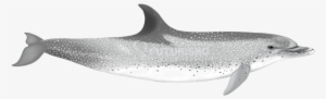 Spotted Dolphins Are Characterised By Their Colouration - Atlantic Spotted Dolphin Png