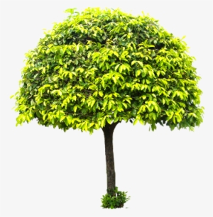 Lucky Plant - Catalpas