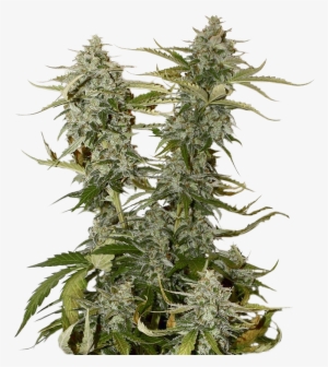 Candy Dawg Kush Feminized