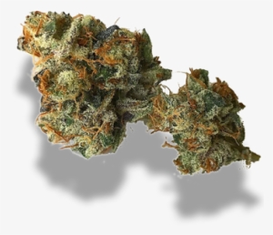 Our Signature Strain - Plant Pathology
