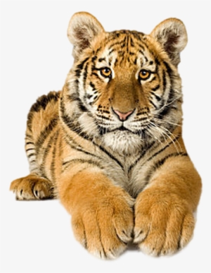 Tigres En Movimiento Gif - Picsart Png Tiger