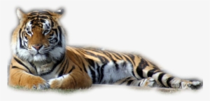 Tubes Tigres En Png - Mike The Tiger Iphone