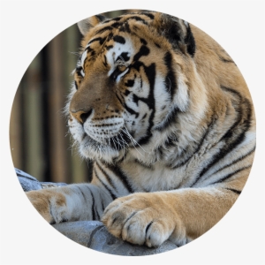 Tigres De Bengala, Río Safari - Siberian Tiger