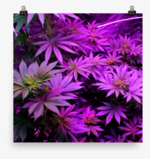 Og Kush Led Poster - Grow Light