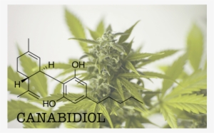 O Potencial Terapêutico De Um Componente Da Maconha - T Afford To Love Ny