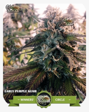 Early Purple Kush Cup Winner - Purple Kush 7 Weeks Flowering