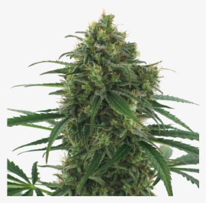 Some More Breadcrumbs - Master Kush Cannabis