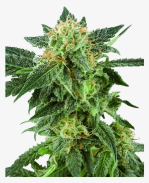 American Haze Feminized Cannabis Seeds - American Haze