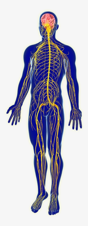 Plantas Do Gênero Cannabis O Que Inclui Tanto O Cânhamo - Sistema Nervoso Png