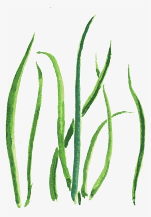 Green Sea Grass Cartoon Transparent - Drawing