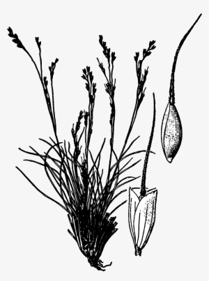 Achnatherum Hendersonii Drawing - Line Art