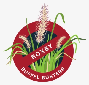 Buffel Grass Drawing