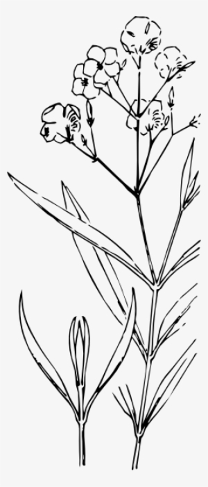 Drawing - Oleander Bush Drawings