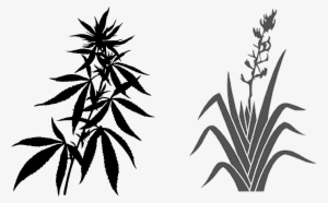 Industrial Hemp Can Grow 4 Metres In 90 100 Days And - Weed Plant Black And White
